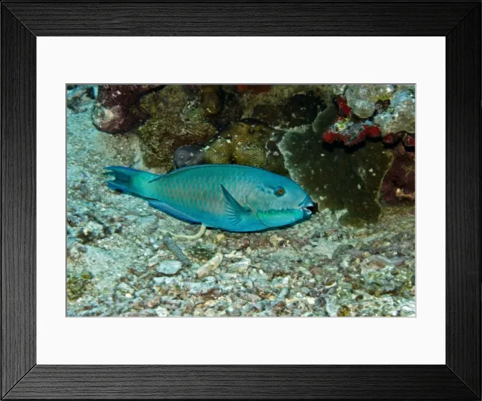 Framed Print : Parrotfish - excreting fetal matter - possibly because it is going through a colour change this fish is impossible to identify - Papua New Guinea Framed Print : Parrotfish - excreting fetal matter - possibly because it is going through a colour change this fish is impossible to identify - Papua New Guinea