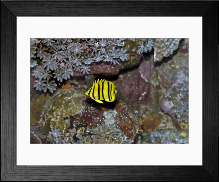 Framed Print : Eight-banded Butterflyfish - yellow version - feeds exclusively on coral polyps - Papua New Guinea Framed Print : Eight-banded Butterflyfish - yellow version - feeds exclusively on coral polyps - Papua New Guinea
