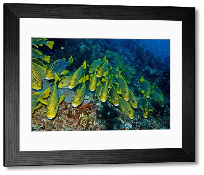 Framed Print : Ribbon Sweetlips - resting together waiting for night when they move over the reef to feed - Indonesia Framed Print : Ribbon Sweetlips - resting together waiting for night when they move over the reef to feed - Indonesia