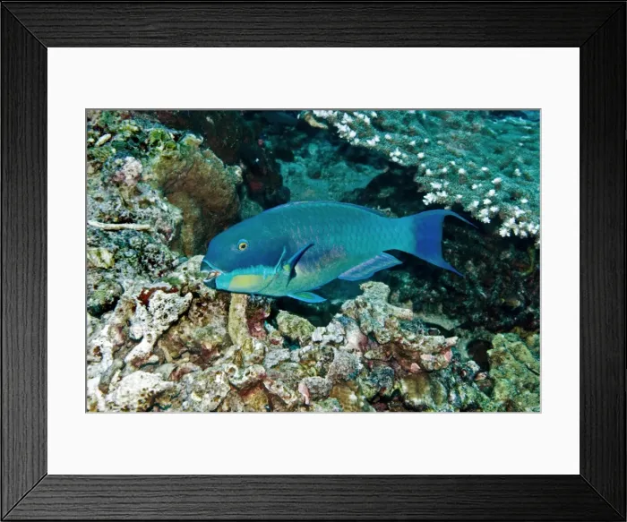 Framed Print : Roundhead Parrotfish - male - Papua New Guinea Framed Print : Roundhead Parrotfish - male - Papua New Guinea
