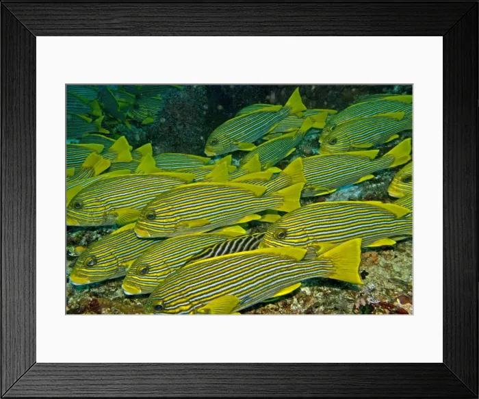 Framed Print : Ribbon Sweetlips - often seen in large groups - Indonesia Framed Print : Ribbon Sweetlips - often seen in large groups - Indonesia