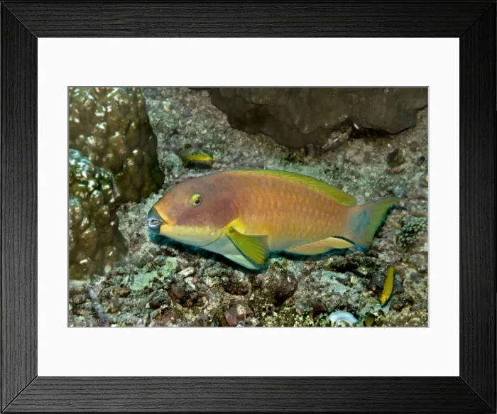 Framed Print : Parrotfish - possibly because it is going through a colour change this fish is impossible to identify. Note feeding marks on coral. Kimbi Bay, Papua New Guinea Framed Print : Parrotfish - possibly because it is going through a colour change this fish is impossible to identify. Note feeding marks on coral. Kimbi Bay, Papua New Guinea