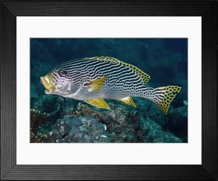 Framed Print : Banded / Diagonal-banded Sweetlips - yawning - A nocturnal feeder often found drifting close to the reef during the day in large groups - Papua New Guinea Framed Print : Banded / Diagonal-banded Sweetlips - yawning - A nocturnal feeder often found drifting close to the reef during the day in large groups - Papua New Guinea