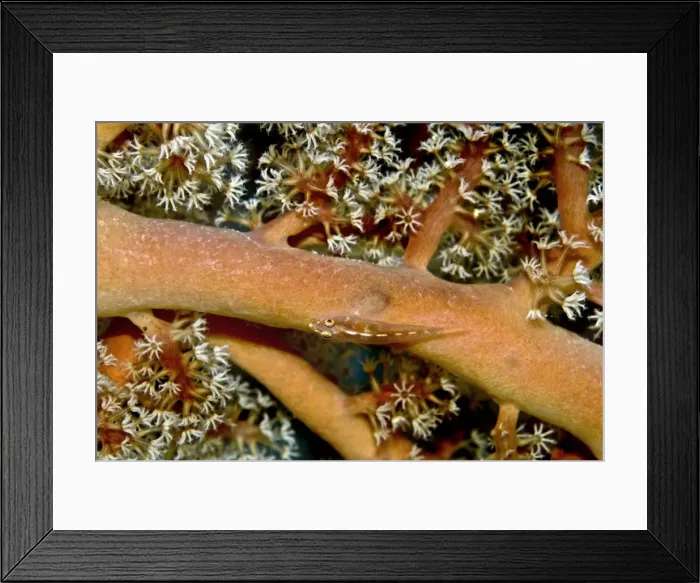 Framed Print : Whip Goby - on soft corals and sea fans in area of strong current - Indonesia Framed Print : Whip Goby - on soft corals and sea fans in area of strong current - Indonesia
