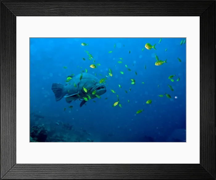 Framed Print : Giant Grouper amongst Golden Trevally (Gnathanodon speciosus) juveniles - Fiji Framed Print : Giant Grouper amongst Golden Trevally (Gnathanodon speciosus) juveniles - Fiji