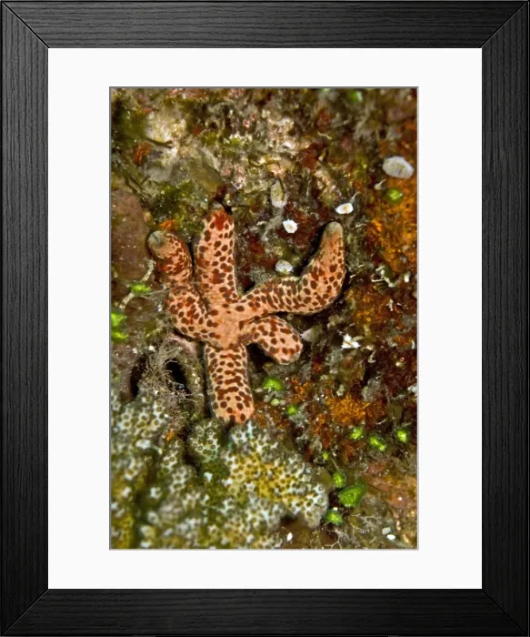 Framed Print : Starfish (Unidentified) - eating algae - Papua New Guinea Framed Print : Starfish (Unidentified) - eating algae - Papua New Guinea
