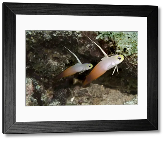 Framed Print : Fire Dartfish - seen living in pairs these fish make a home in the sand where they dive into if danger threatens - Papua New Guinea Framed Print : Fire Dartfish - seen living in pairs these fish make a home in the sand where they dive into if danger threatens - Papua New Guinea