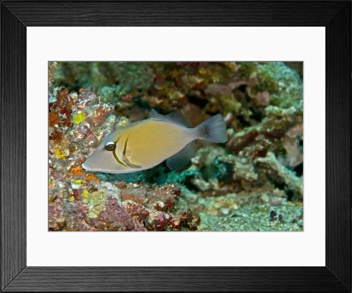 Framed Print : Scimitar Triggerfish - feeds on algae and detritus - Papua New Guinea Framed Print : Scimitar Triggerfish - feeds on algae and detritus - Papua New Guinea