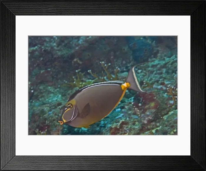 Framed Print : Orangespine Unicornfish - popular in the aquarium trade because of their bright colours these fish feed on benthic alge. note tail spines - Papua New Guinea Framed Print : Orangespine Unicornfish - popular in the aquarium trade because of their bright colours these fish feed on benthic alge. note tail spines - Papua New Guinea