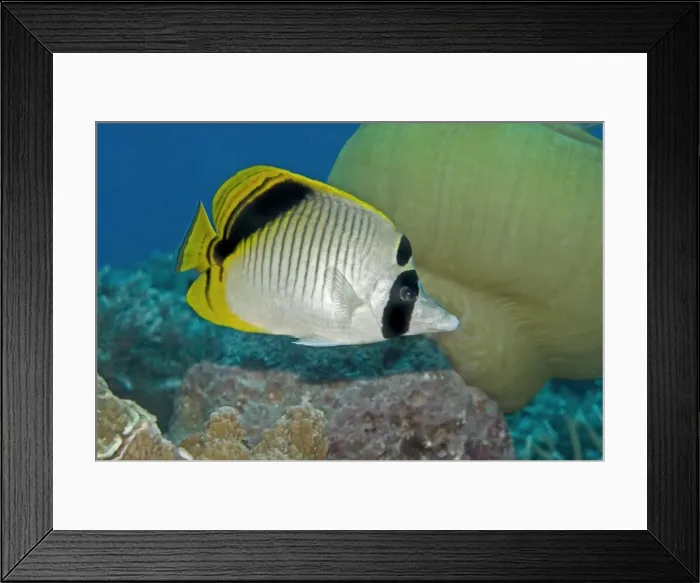 Framed Print : Spot-nape Butterflyfish - often seen in pairs these lively fish inhabit coral rich lagoons - Papua New Guinea