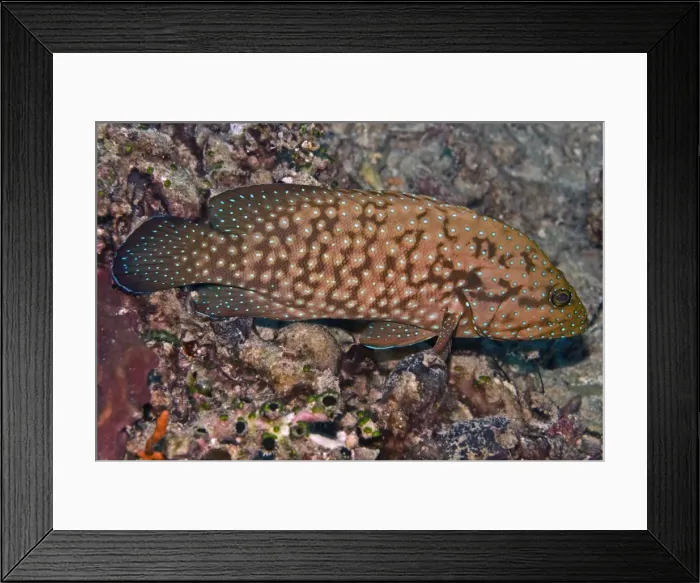 Framed Print : Bluespotted Grouper - Papua New Guinea Framed Print : Bluespotted Grouper - Papua New Guinea