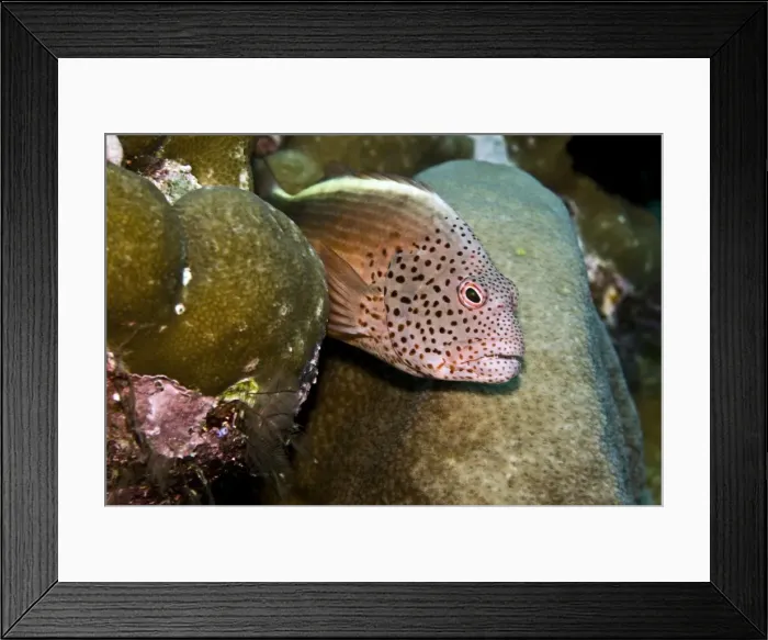 Framed Print : Freckled Hawkfish - Papua New Guinea Framed Print : Freckled Hawkfish - Papua New Guinea