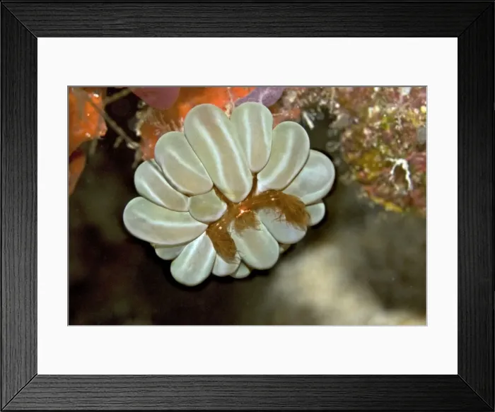 Framed Print : Orangutang Crab - Papua New Guinea Framed Print : Orangutang Crab - Papua New Guinea