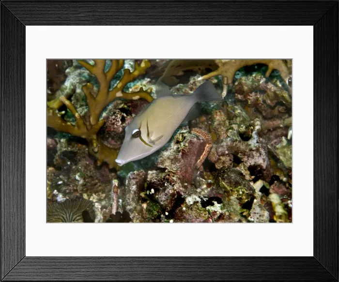 Framed Print : Scimitar Triggerfish - feeds on algae and detritus - Papua New Guinea Framed Print : Scimitar Triggerfish - feeds on algae and detritus - Papua New Guinea