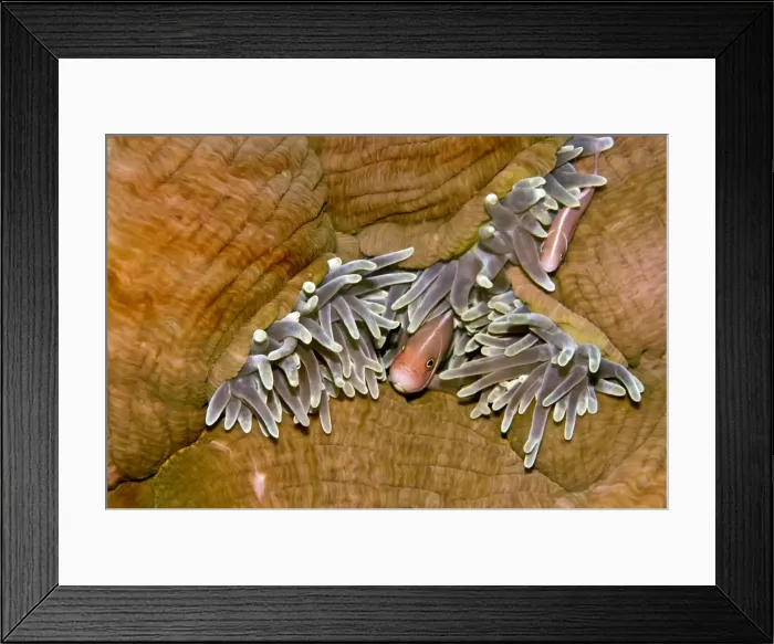 Framed Print : Pink Anemone Fish - most commonly seen living with the Magnificent anemone on reefs in 3. 20 meters - Papua New Guinea Framed Print : Pink Anemone Fish - most commonly seen living with the Magnificent anemone on reefs in 3. 20 meters - Papua New Guinea