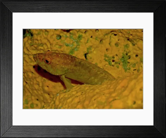 Framed Print : Leopard Hind - this fish has matched his colour to that of the sponge in which it is hiding in an effort to surprise it's prey - Papua New Guinea Framed Print : Leopard Hind - this fish has matched his colour to that of the sponge in which it is hiding in an effort to surprise it's prey - Papua New Guinea