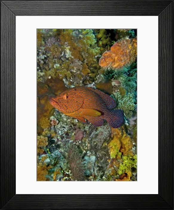 Framed Print : Coral Grouper - Indonesia Framed Print : Coral Grouper - Indonesia