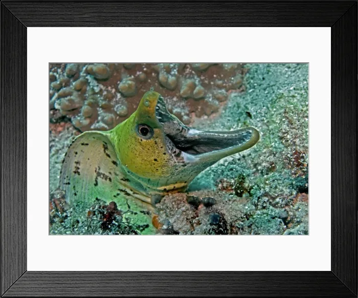 Framed Print : Fimbraited Moray - with mouth wide open - Indonesia Framed Print : Fimbraited Moray - with mouth wide open - Indonesia