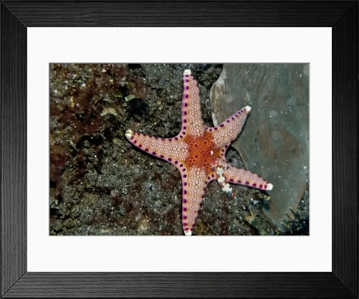 Framed Print : Starfish and Nudibranch (Chromodoris fidelis) - Komodo Marine National Park - Indonesia Framed Print : Starfish and Nudibranch (Chromodoris fidelis) - Komodo Marine National Park - Indonesia