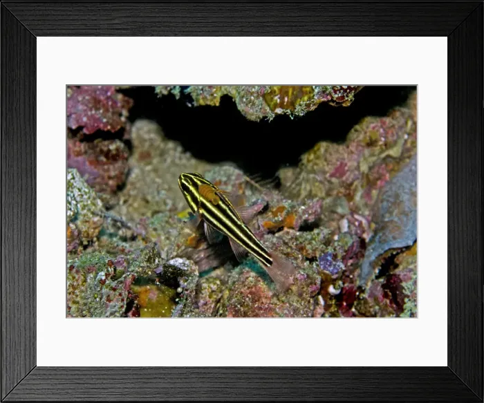 Framed Print : Blackstriped Cardnalfish with Fish Lice (Family Cymathoidae) - this isopod attached to this Cardnalfish is slowly sucking the life from its host - Raja Ampat - Indonesia Framed Print : Blackstriped Cardnalfish with Fish Lice (Family Cymathoidae) - this isopod attached to this Cardnalfish is slowly sucking the life from its host - Raja Ampat - Indonesia