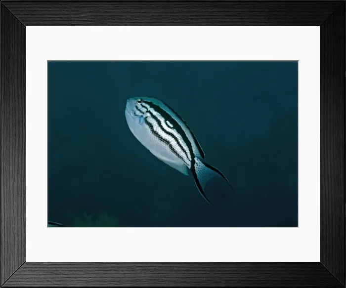 Framed Print : Blackstriped Angelfish - Indonesia Framed Print : Blackstriped Angelfish - Indonesia