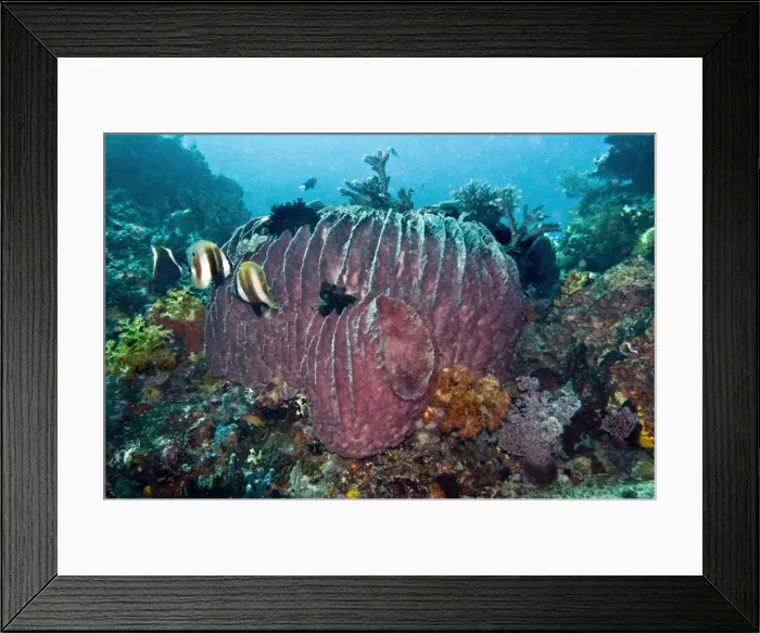 Framed Print : Coral scene with a huge Barrel Sponge - these sponges can grow large enough for a person to hide in & live possibly for over 100 years - Komodo Marine Park, Indonesia Framed Print : Coral scene with a huge Barrel Sponge - these sponges can grow large enough for a person to hide in & live possibly for over 100 years - Komodo Marine Park, Indonesia