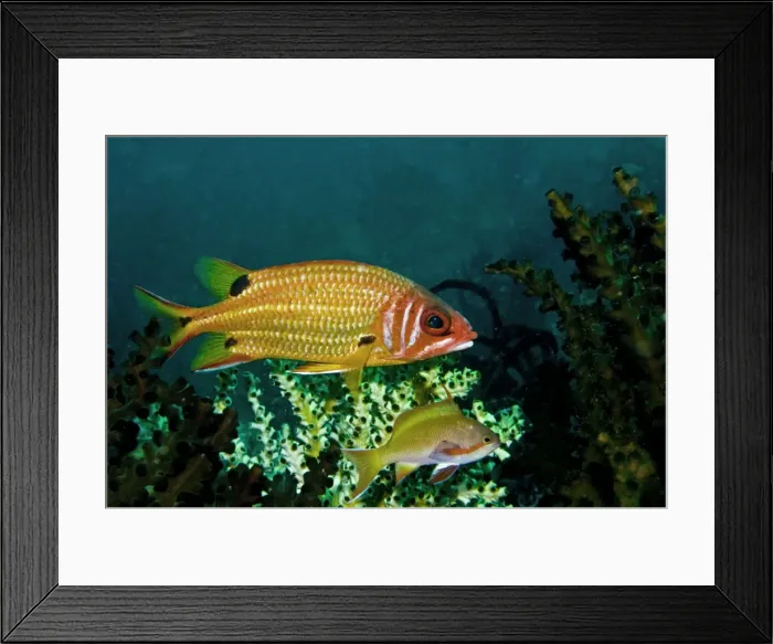 Framed Print : Blackspot Squirrelfish and Threadfin Anthias (Pseudanthias huchti) - Indonesia Framed Print : Blackspot Squirrelfish and Threadfin Anthias (Pseudanthias huchti) - Indonesia