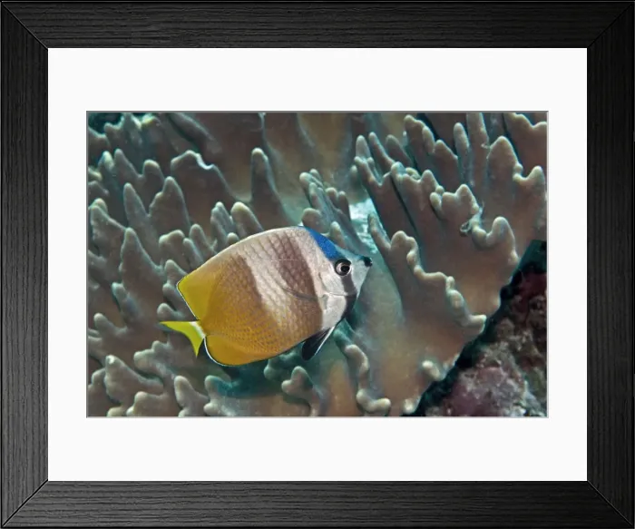 Framed Print : Blacklip Butterflyfish - Indonesia Framed Print : Blacklip Butterflyfish - Indonesia