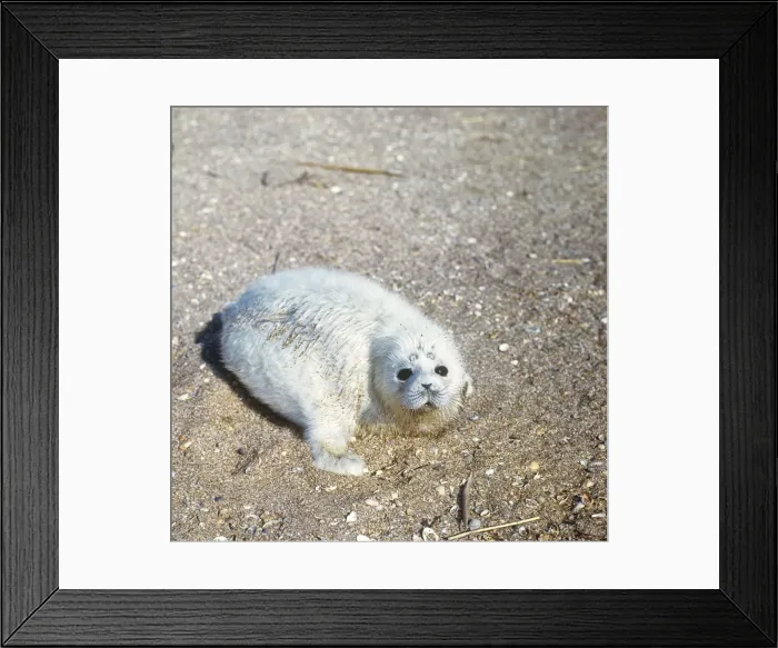 Framed Print : Caspian Seal - 2 - 3 days old Framed Print : Caspian Seal - 2 - 3 days old