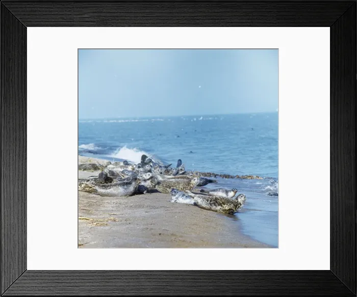 Framed Print : Caspian Seals - group on beach Framed Print : Caspian Seals - group on beach