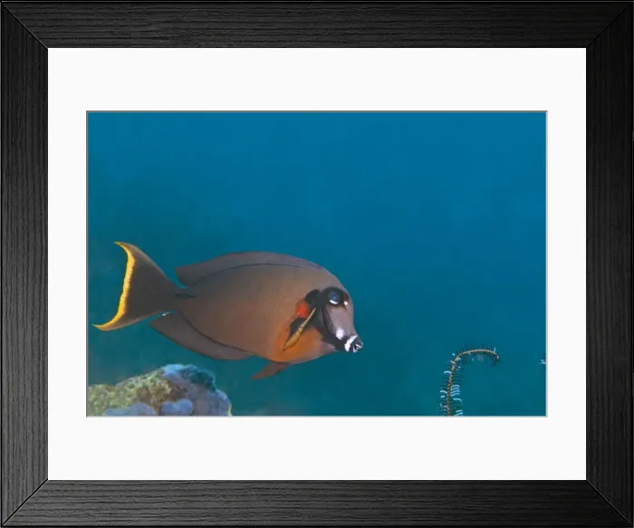 Framed Print : Mimic Surgeonfish - Bali - Indonesia Framed Print : Mimic Surgeonfish - Bali - Indonesia