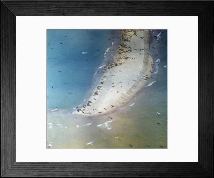 Framed Print : Caspian Seals - colony on beach of Caspian Sea Framed Print : Caspian Seals - colony on beach of Caspian Sea