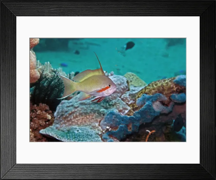 Framed Print : Threadfin Anthias- male - Indonesia Framed Print : Threadfin Anthias- male - Indonesia
