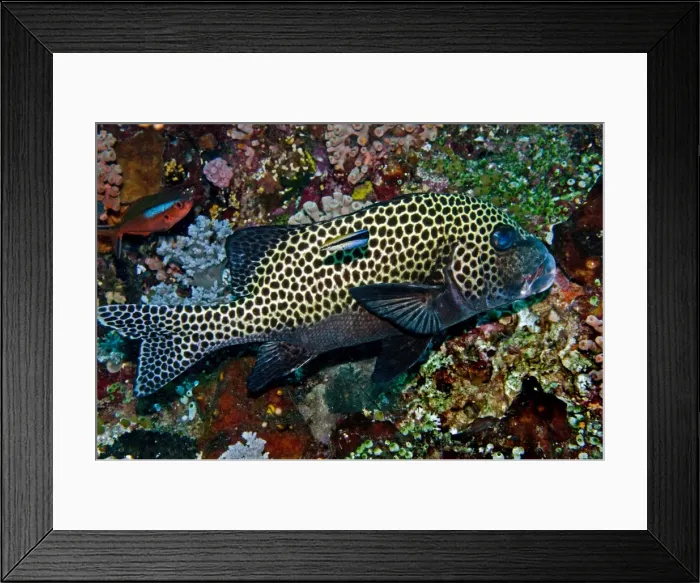 Framed Print : Many-spotted Sweetlips - with Striped Cleaner Wrasse (Labroides dimidiatus) turning around in front of Sweetlips to clean off parisites - Indonesia Framed Print : Many-spotted Sweetlips - with Striped Cleaner Wrasse (Labroides dimidiatus) turning around in front of Sweetlips to clean off parisites - Indonesia