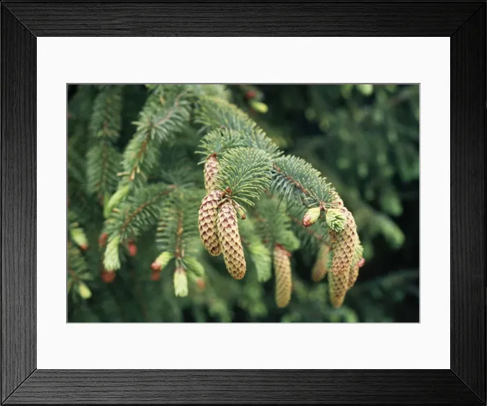 Framed Print : Norway Spruce Framed Print : Norway Spruce