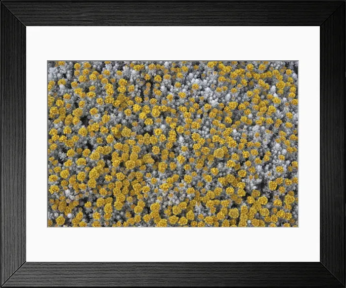 Framed Print : Silver Everlasting. Asteraceae Aster Tableland of Sanetti (4000 m altitude) Ethiopia Framed Print : Silver Everlasting. Asteraceae Aster Tableland of Sanetti (4000 m altitude) Ethiopia