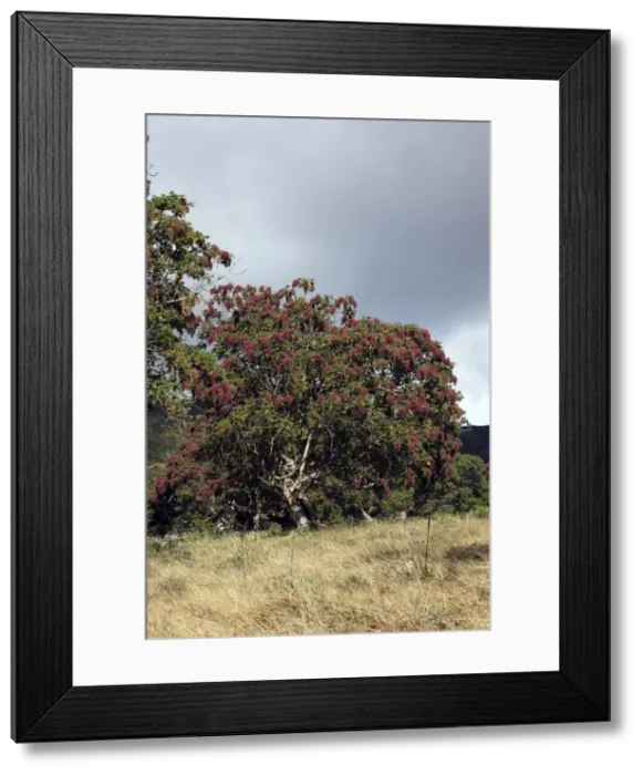Framed Print : Kosso tree. Bale Mountains - Ethiopia. 4000 m- 4300 m Framed Print : Kosso tree. Bale Mountains - Ethiopia. 4000 m- 4300 m