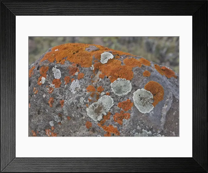 Framed Print : Lichens. Tableland of Sanetti - Bale Mountains - Ethiopia. 4000 m- 4300 m Framed Print : Lichens. Tableland of Sanetti - Bale Mountains - Ethiopia. 4000 m- 4300 m