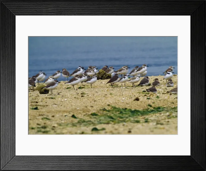 Framed Print : Kentish Plovers - flock by water Framed Print : Kentish Plovers - flock by water