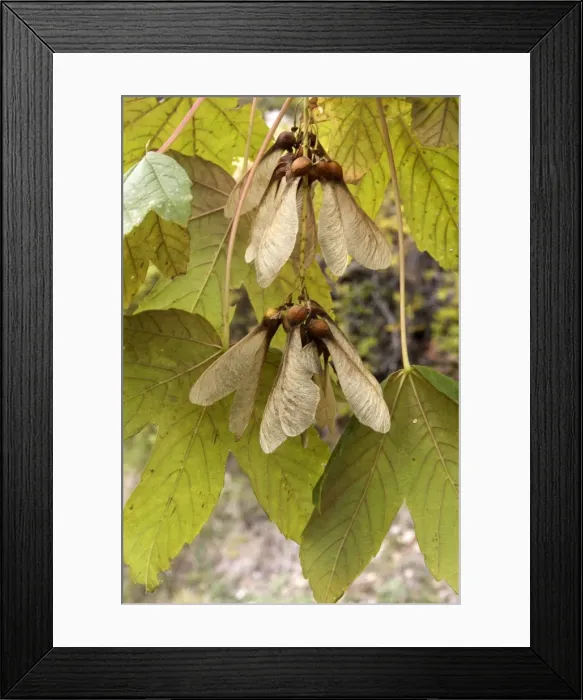 Framed Print : Montpelier Maple fruits. France Framed Print : Montpelier Maple fruits. France