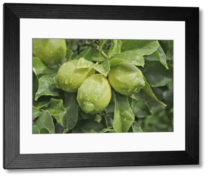 Framed Print : Lemons growing on tree Framed Print : Lemons growing on tree