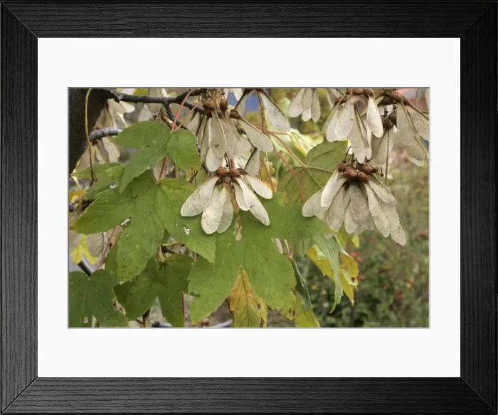 Framed Print : Montpelier Maple fruits. France Framed Print : Montpelier Maple fruits. France