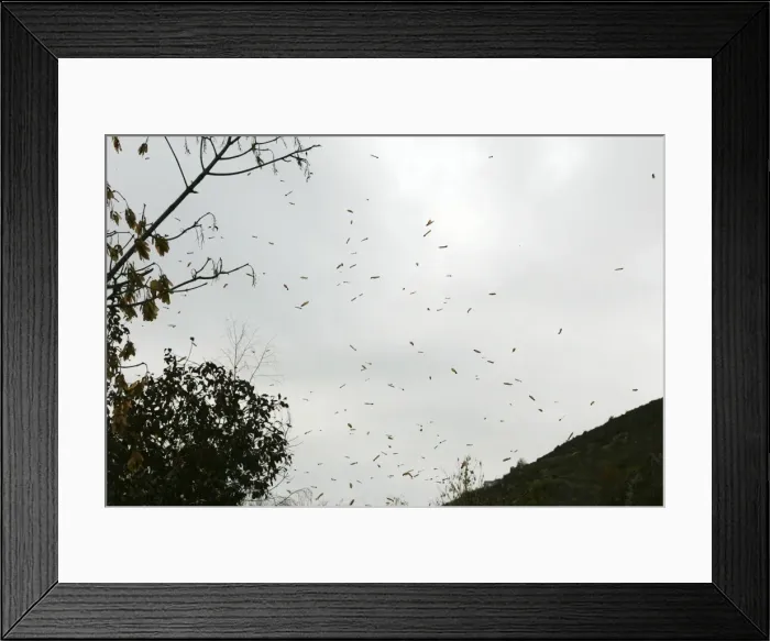 Framed Print : Montpelier Maple fruits - Dispersion in the wind Acer monspessulanum / Aceracees Framed Print : Montpelier Maple fruits - Dispersion in the wind Acer monspessulanum / Aceracees