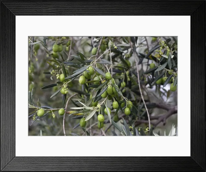 Framed Print : Olive Tree - close-up of fruits. South of france Framed Print : Olive Tree - close-up of fruits. South of france