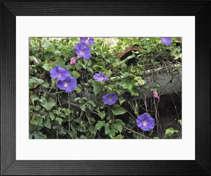 Framed Print : Volubilis / Morning Glory - close-up. France family convolvulacees Framed Print : Volubilis / Morning Glory - close-up. France family convolvulacees