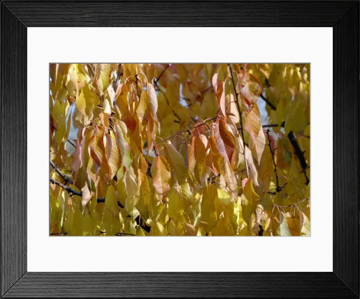 Framed Print : Cherry leaves in autumn. Alsace - France Framed Print : Cherry leaves in autumn. Alsace - France