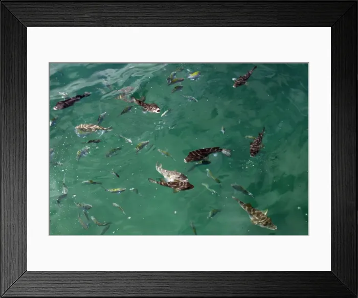 Framed Print : Concentric Pufferfish Galapagos islands Framed Print : Concentric Pufferfish Galapagos islands