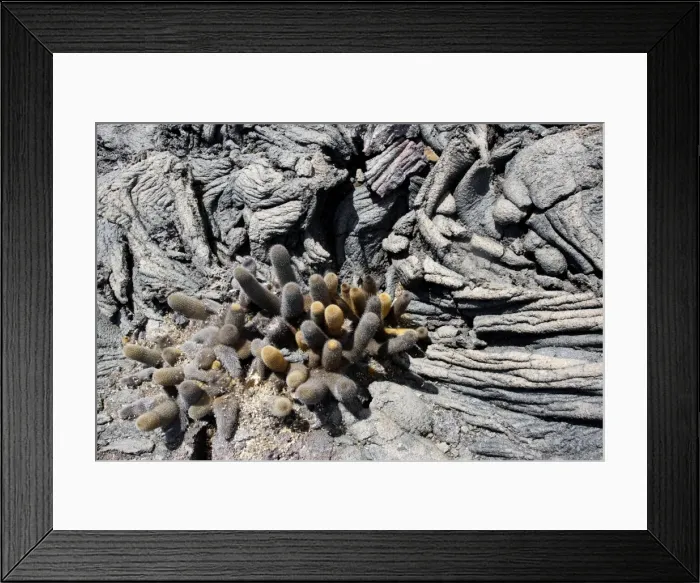 Framed Print : Lava cactus Punta Espinoza - Fernandina island - Galapagos islands Framed Print : Lava cactus Punta Espinoza - Fernandina island - Galapagos islands