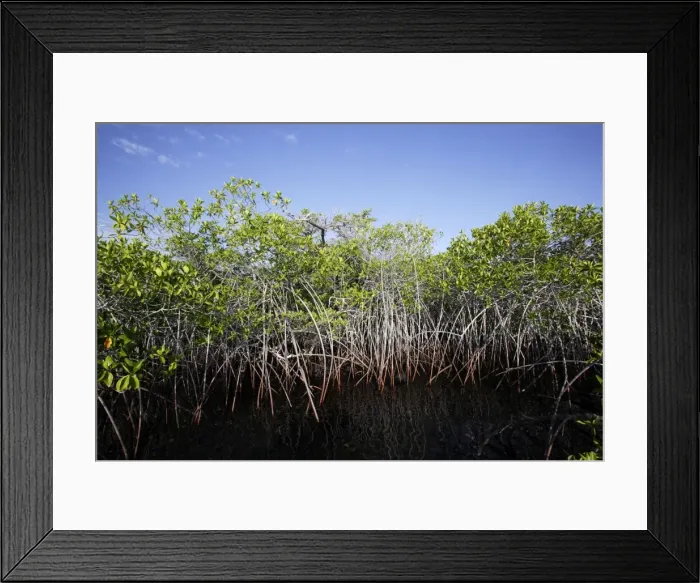 Framed Print : Red Mangrove Santa cruz Island - Caleta Tortuga Negra - Galapagos Islands Framed Print : Red Mangrove Santa cruz Island - Caleta Tortuga Negra - Galapagos Islands