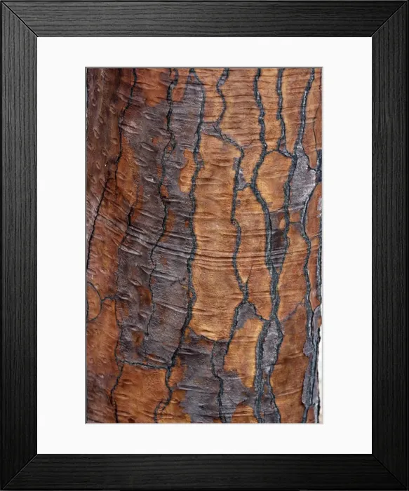 Framed Print : Prickly pear Cactus - close-up of trunk. Santa Fe Island - Galapagos Islands Framed Print : Prickly pear Cactus - close-up of trunk. Santa Fe Island - Galapagos Islands